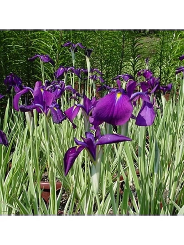 Растение ирис