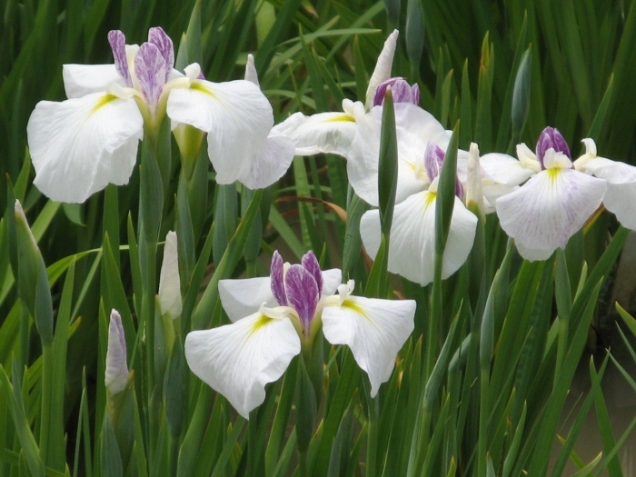 Ирис японский queens tiara
