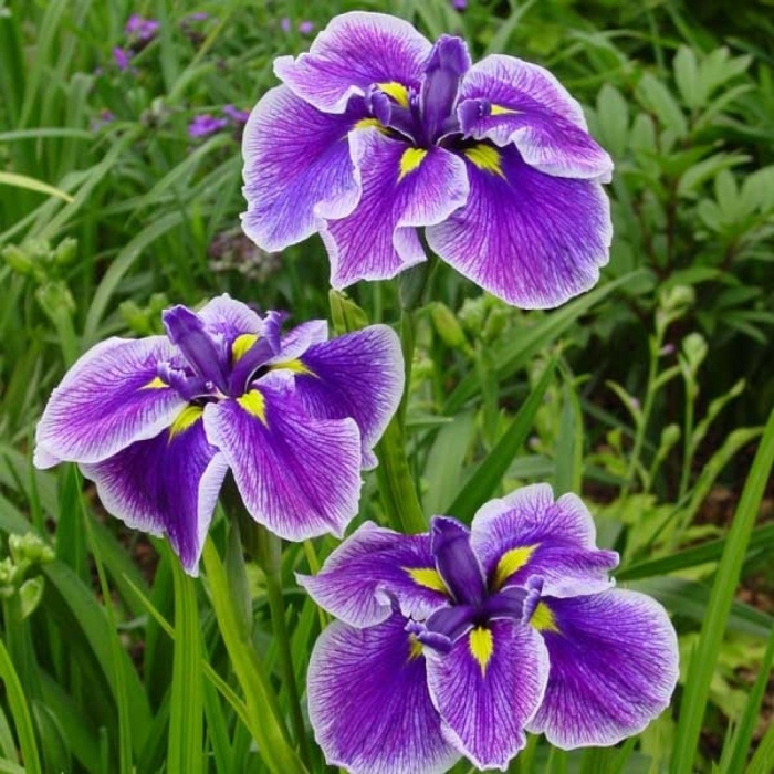 Ирис мечевидный crystal halo