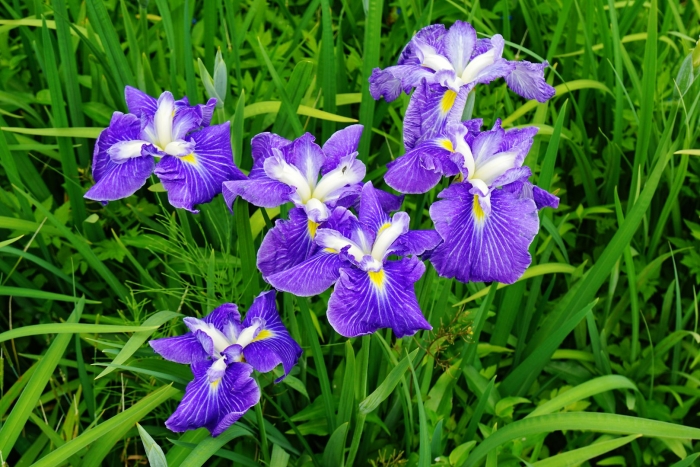 Ирис японский кристал хало