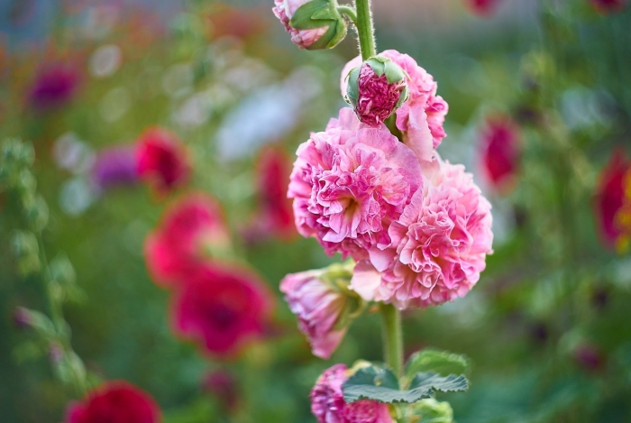 Мальва – alcea rosea