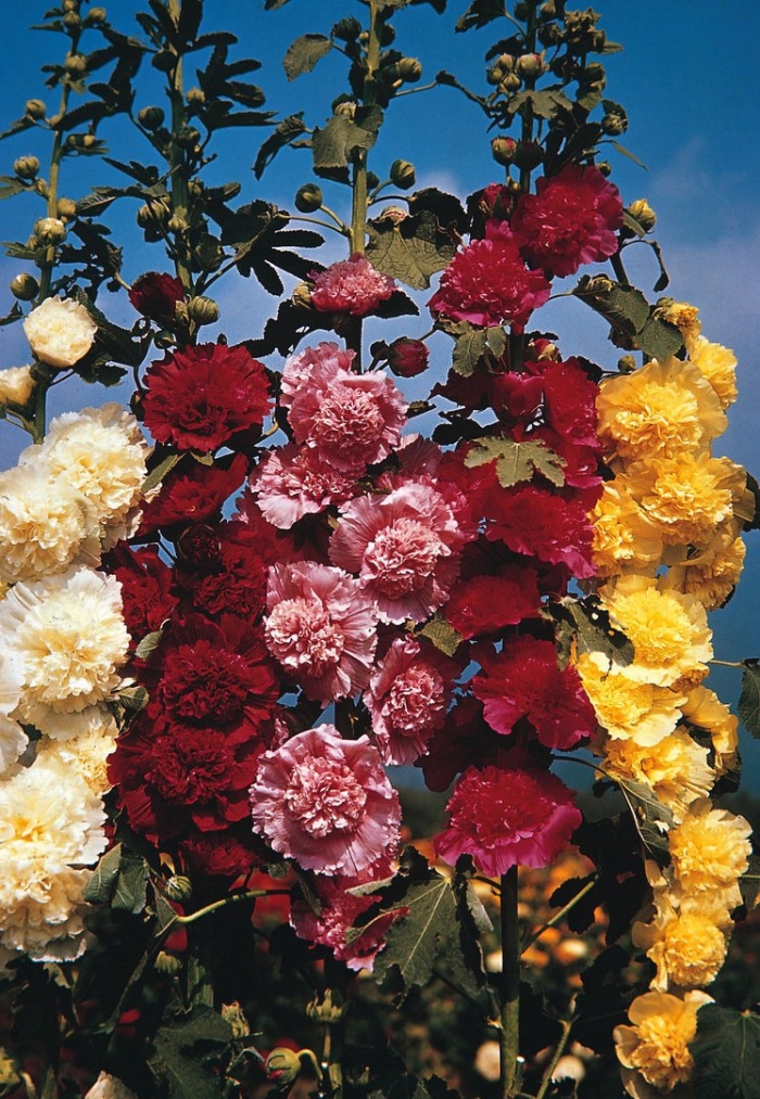 Мальва alcea rosea