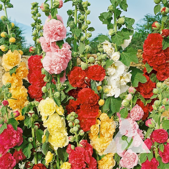 Мальва махровая многолетняя