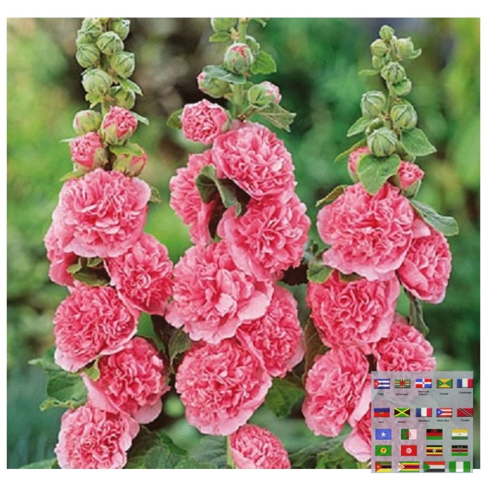 Мальва цветок