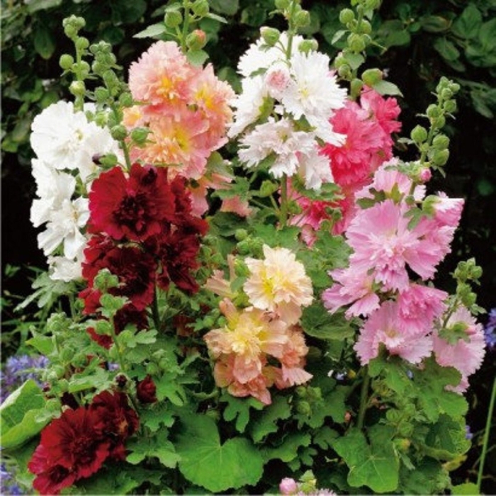 Шток роза мальва