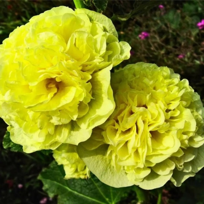 Мальва шток роза йеллоу