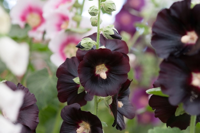 Alcea rosea nigra