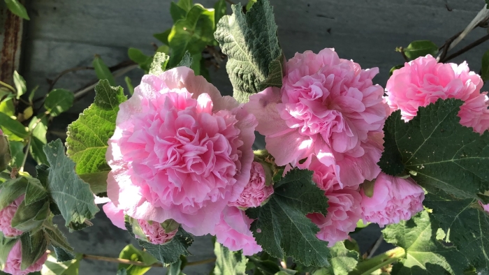 Махровая мальва