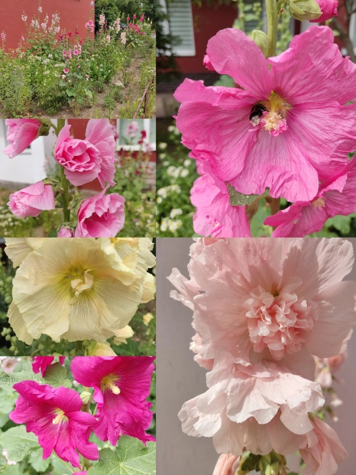 Мальва alcea rosea