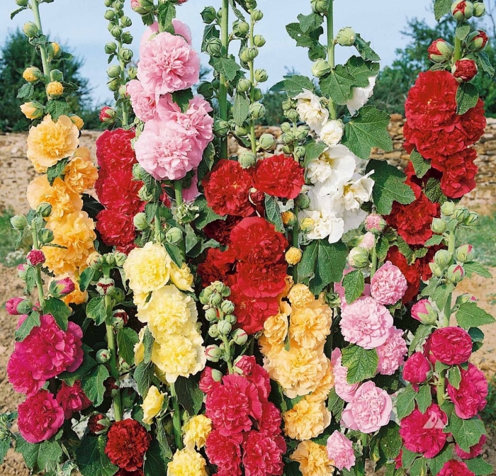 Шток роза мальва