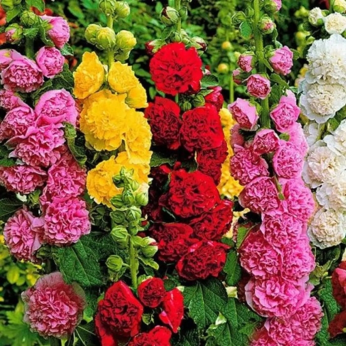 Шток роза мальва