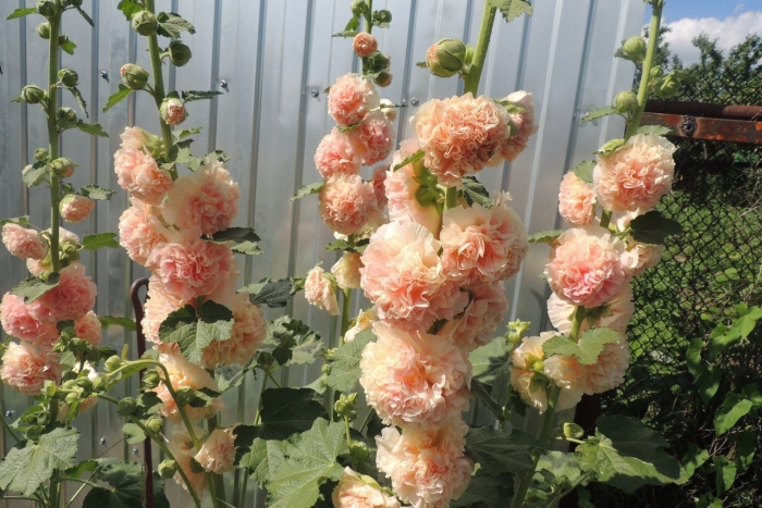 Мальва шток роза