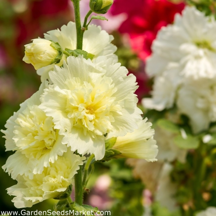 Шток роза летний карнавал