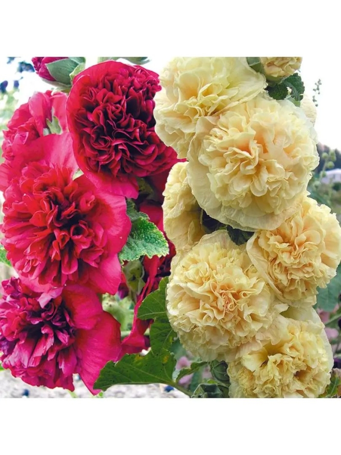 Шток роза низкорослая махровая