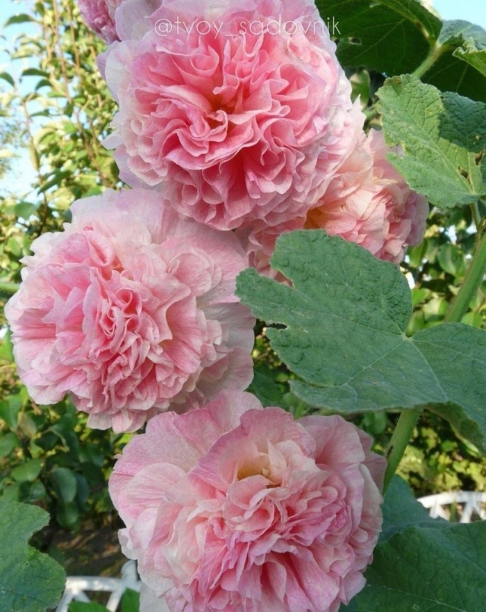 Мальва цветок махровая