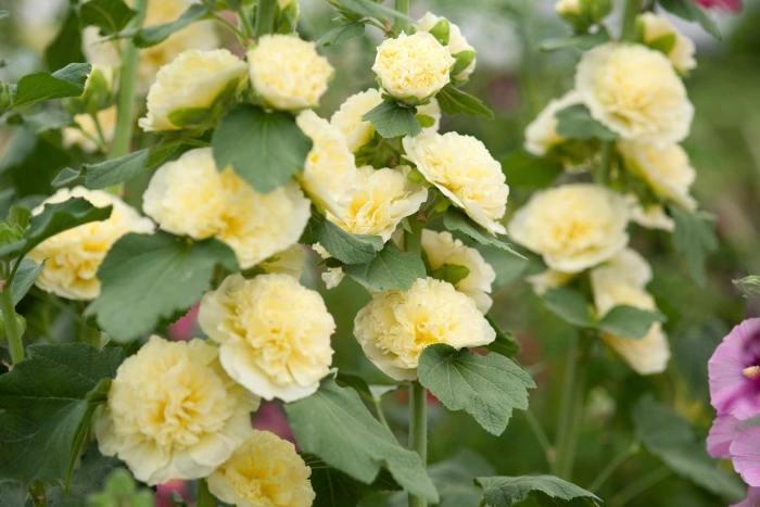 Шток-роза чаровница