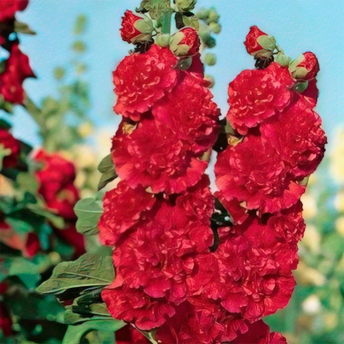 Мальва шток роза скарлет