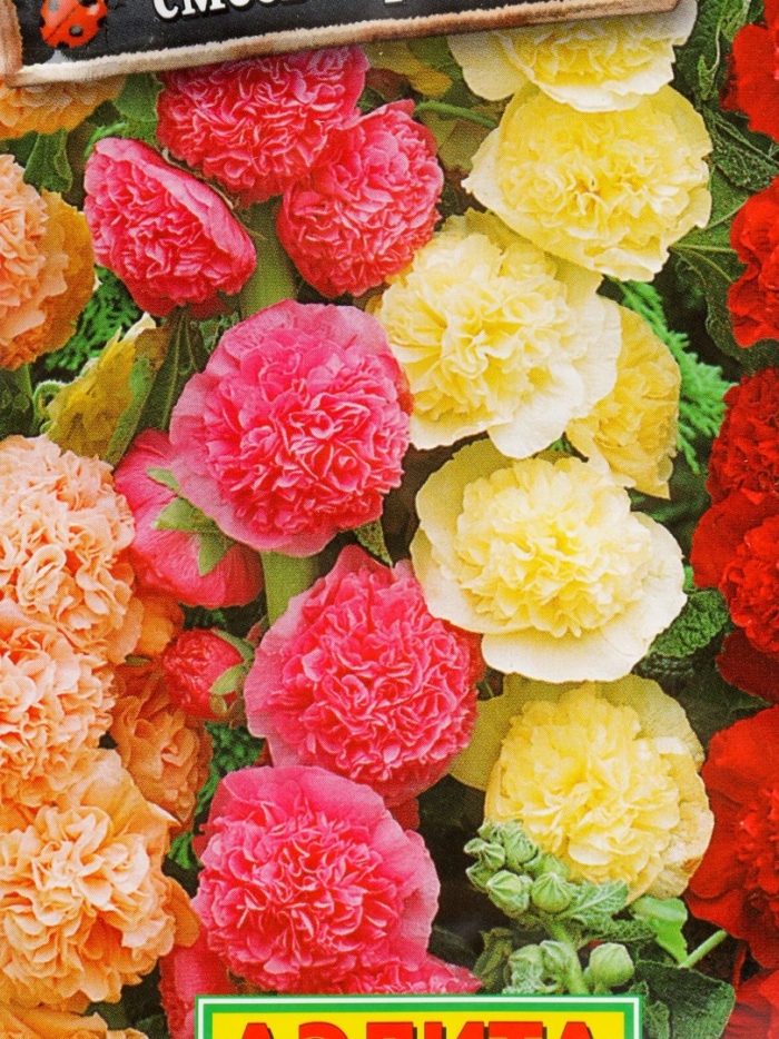 Мальва шток-роза смесь окрасок