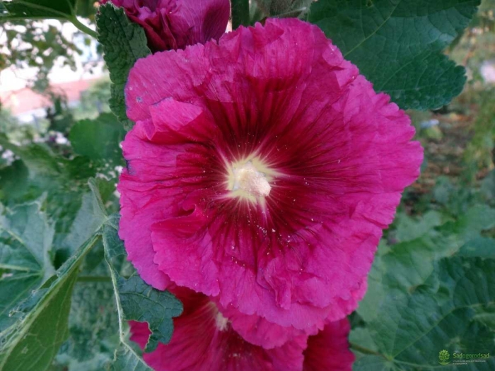 Шток роза королевская лиловая