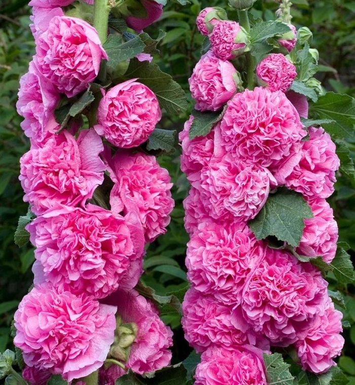 Шток роза мальва