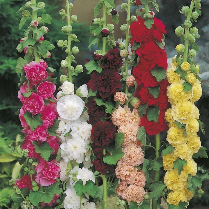 Мальва садовая (шток-роза)