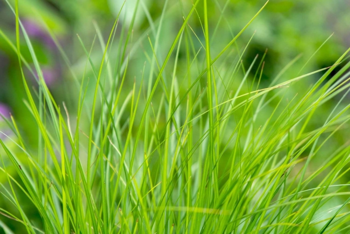 Красивая трава