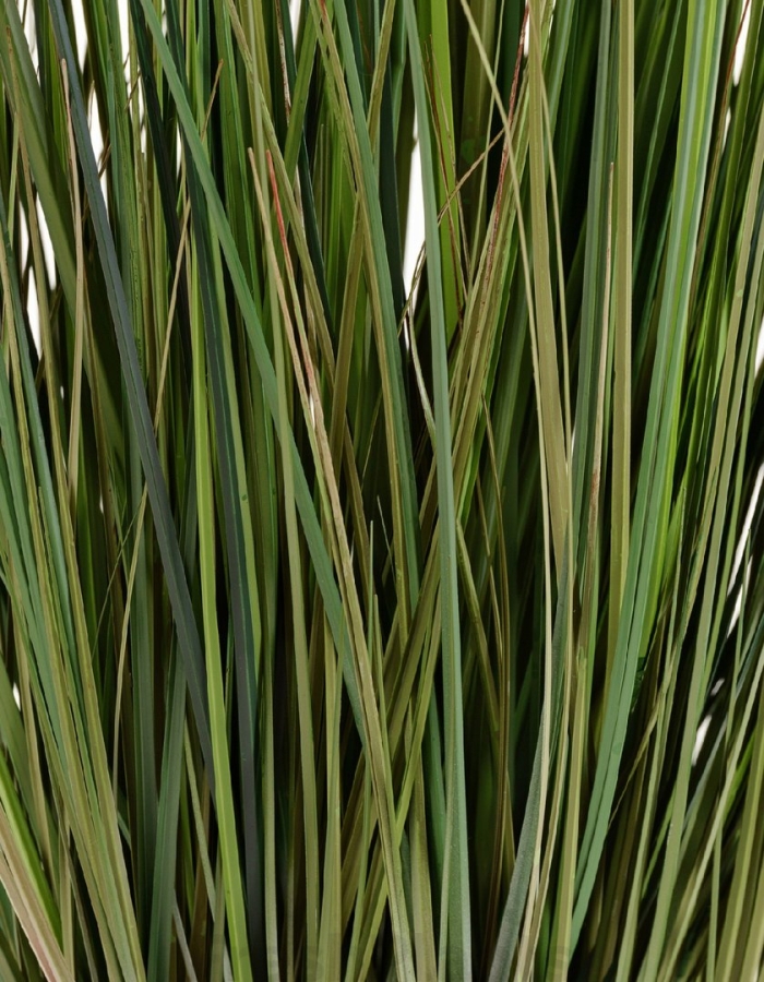 Драцена маргината бранч