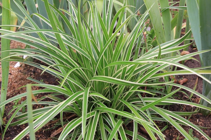 Осока морроу vanilla ice