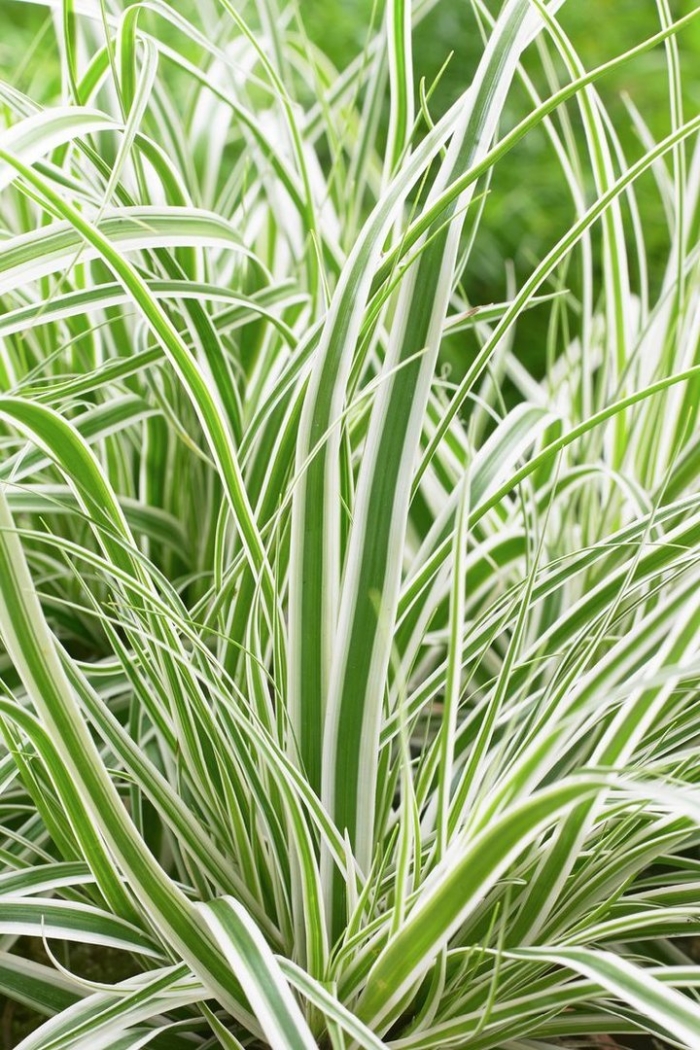 Осока фалярис