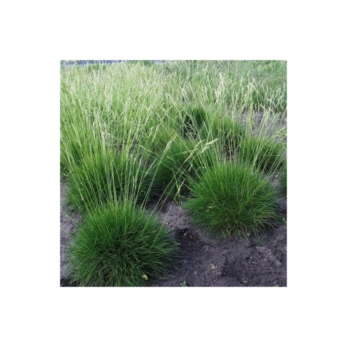 Овсяница фестука готье