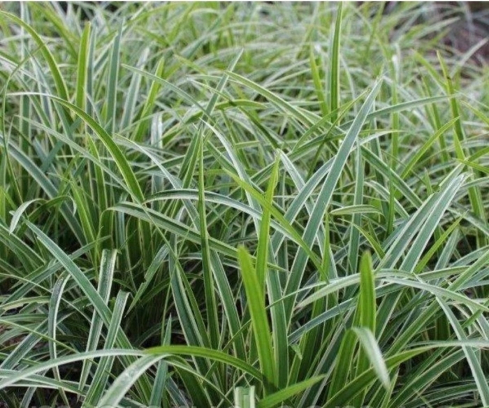 Осока моррова вариегата