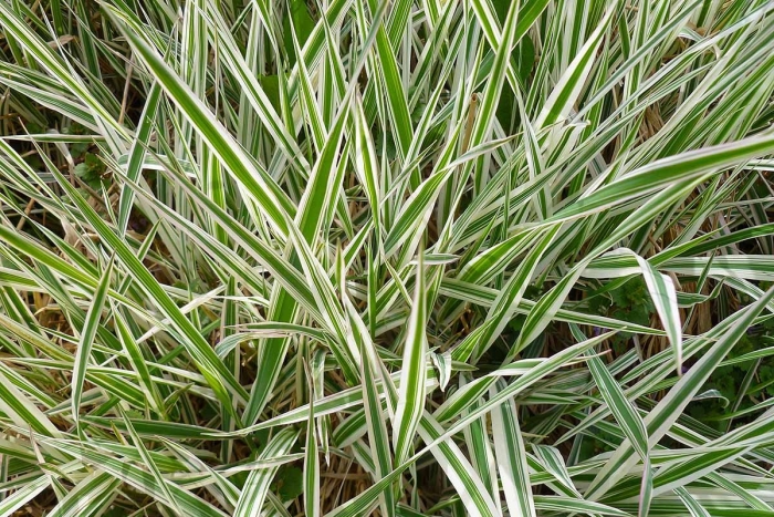 Осока обильнолистная (carex foliosissima &#96;irish green&#96;)