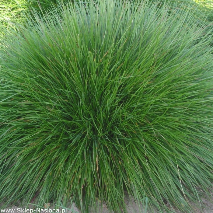 Овсяница овечья сизая