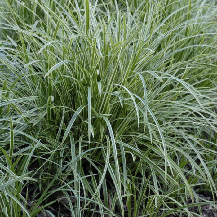 Осока моррова (carex morrowii)