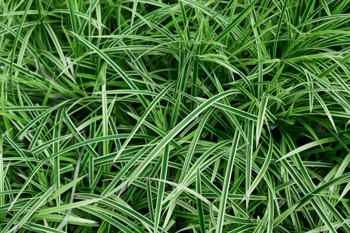 Осока carex oshimensis evergold
