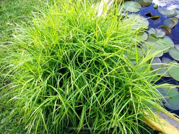 Осока carex muskingumensis