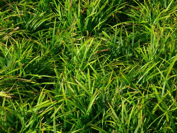 Carex foliosissima