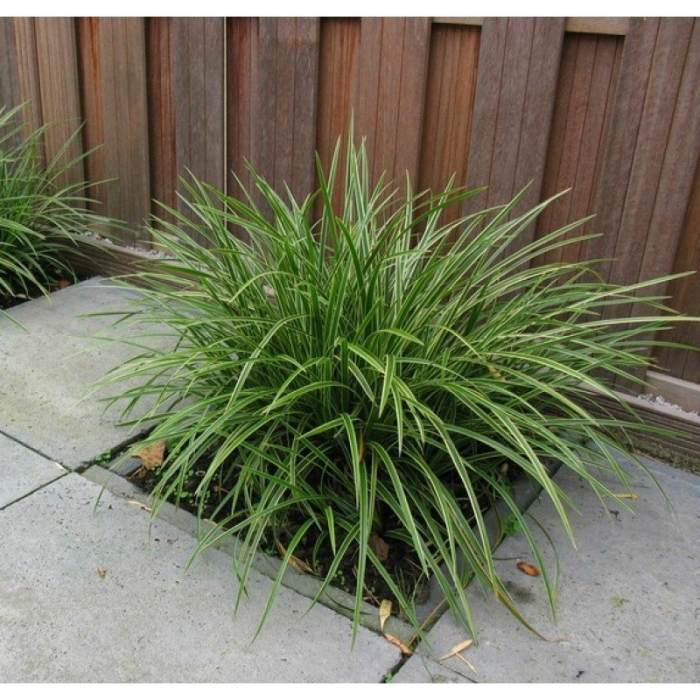 Осока морроу в ландшафтном дизайне