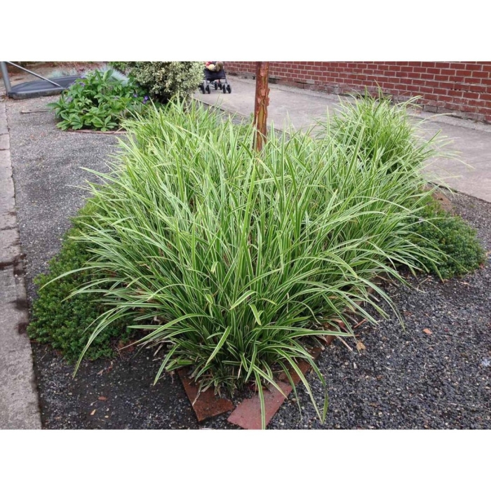 Miscanthus sinensis strictus