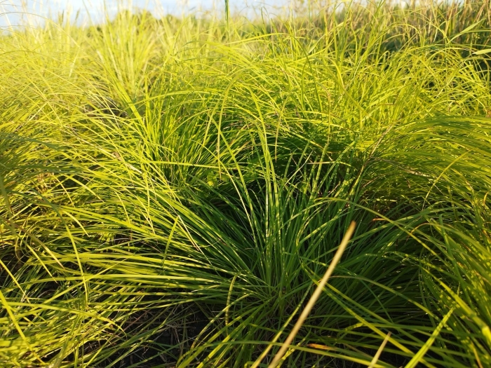 Осока горная carex montana