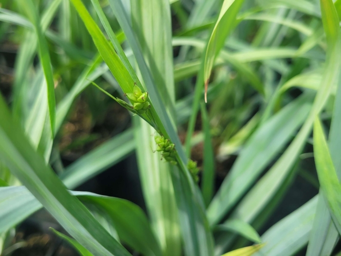 Осока банни блю