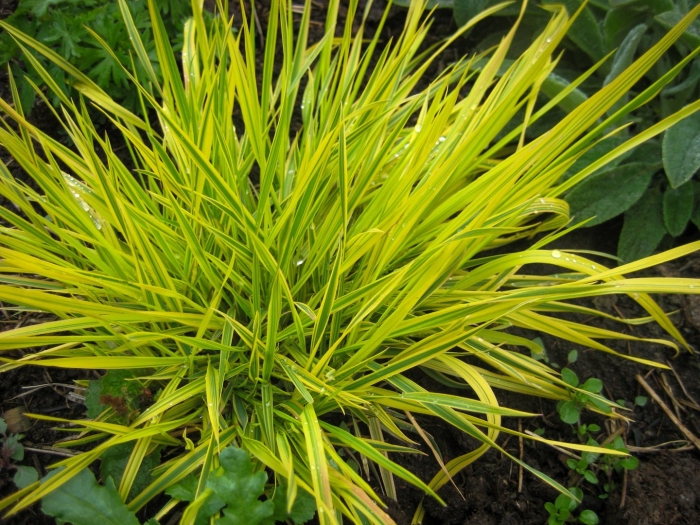 Осока максиголд