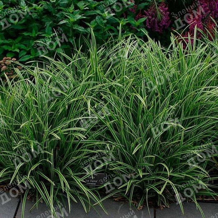 Осока ice dance