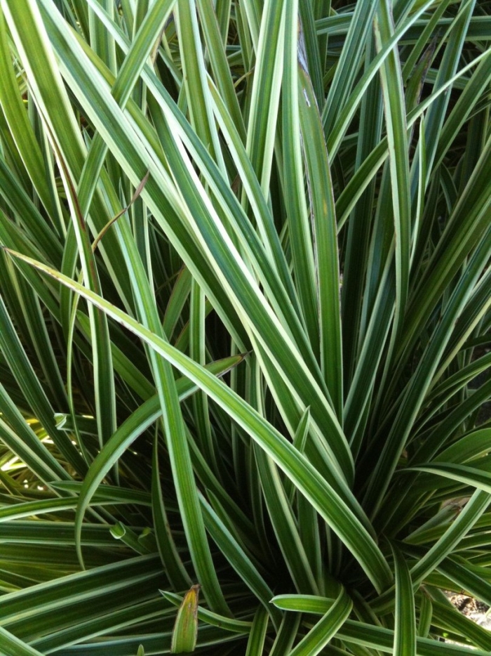 Осока морроу вариегата