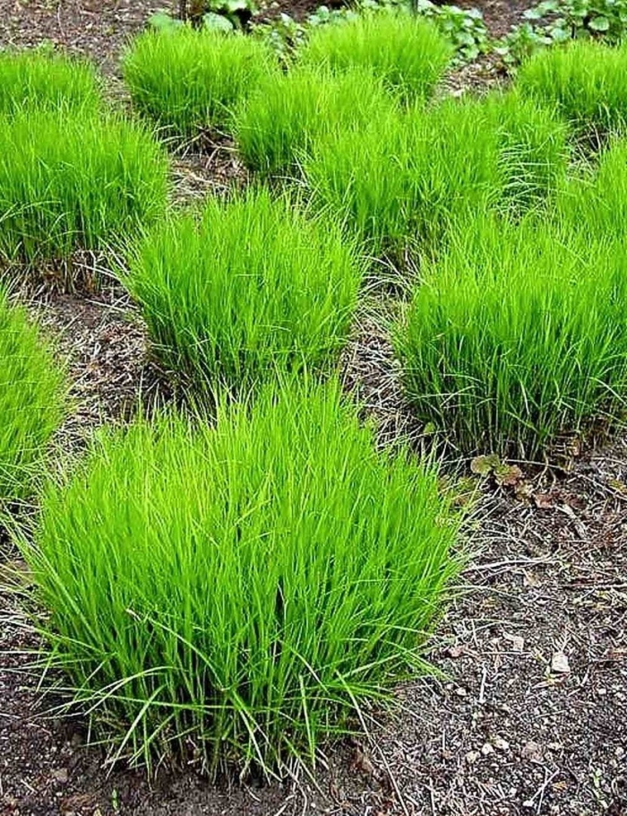 Осока пальмолистная