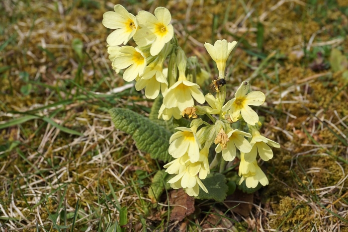 Примула желтая первоцвет