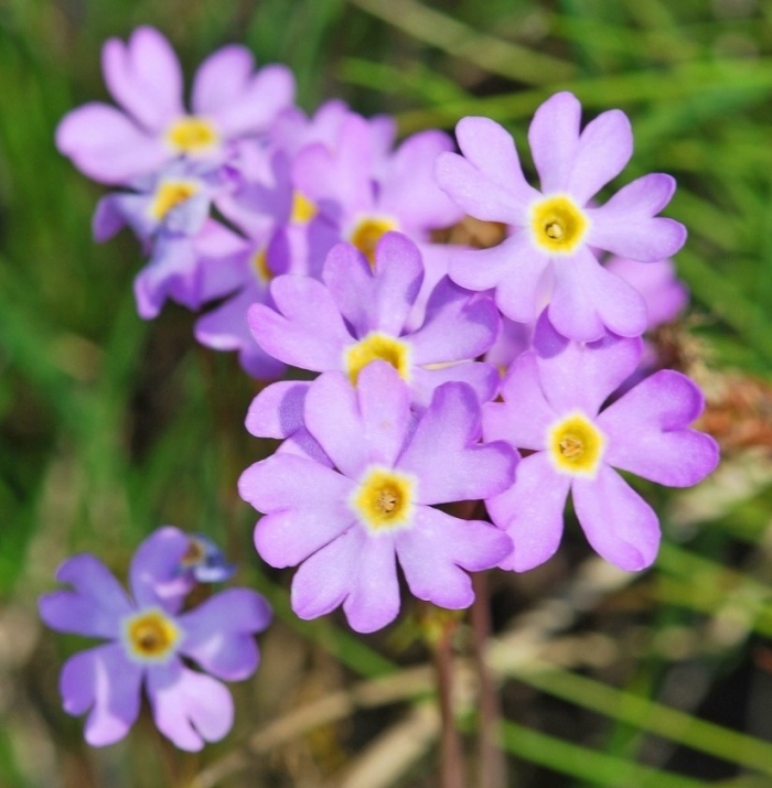 Primula farinosa