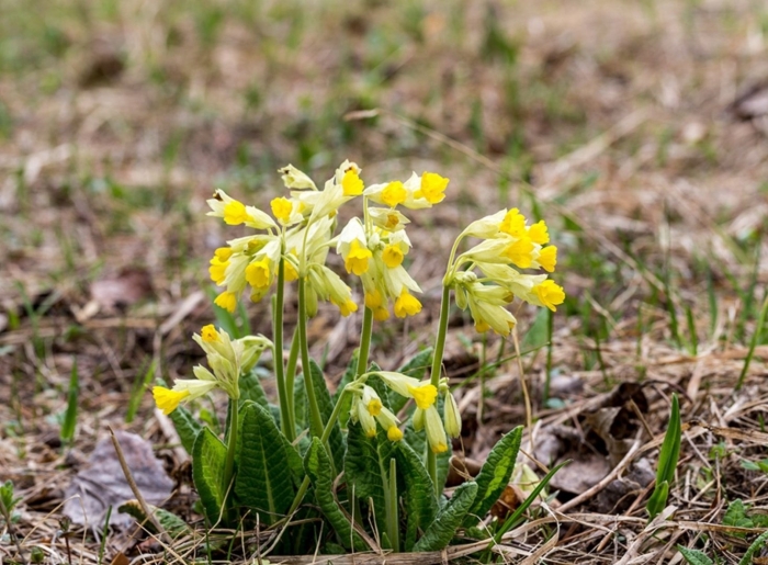 Первоцвет лекарственный