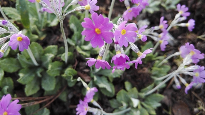 Примула frondosa