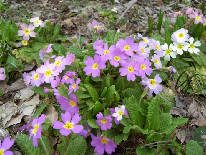 Примула обыкновенная